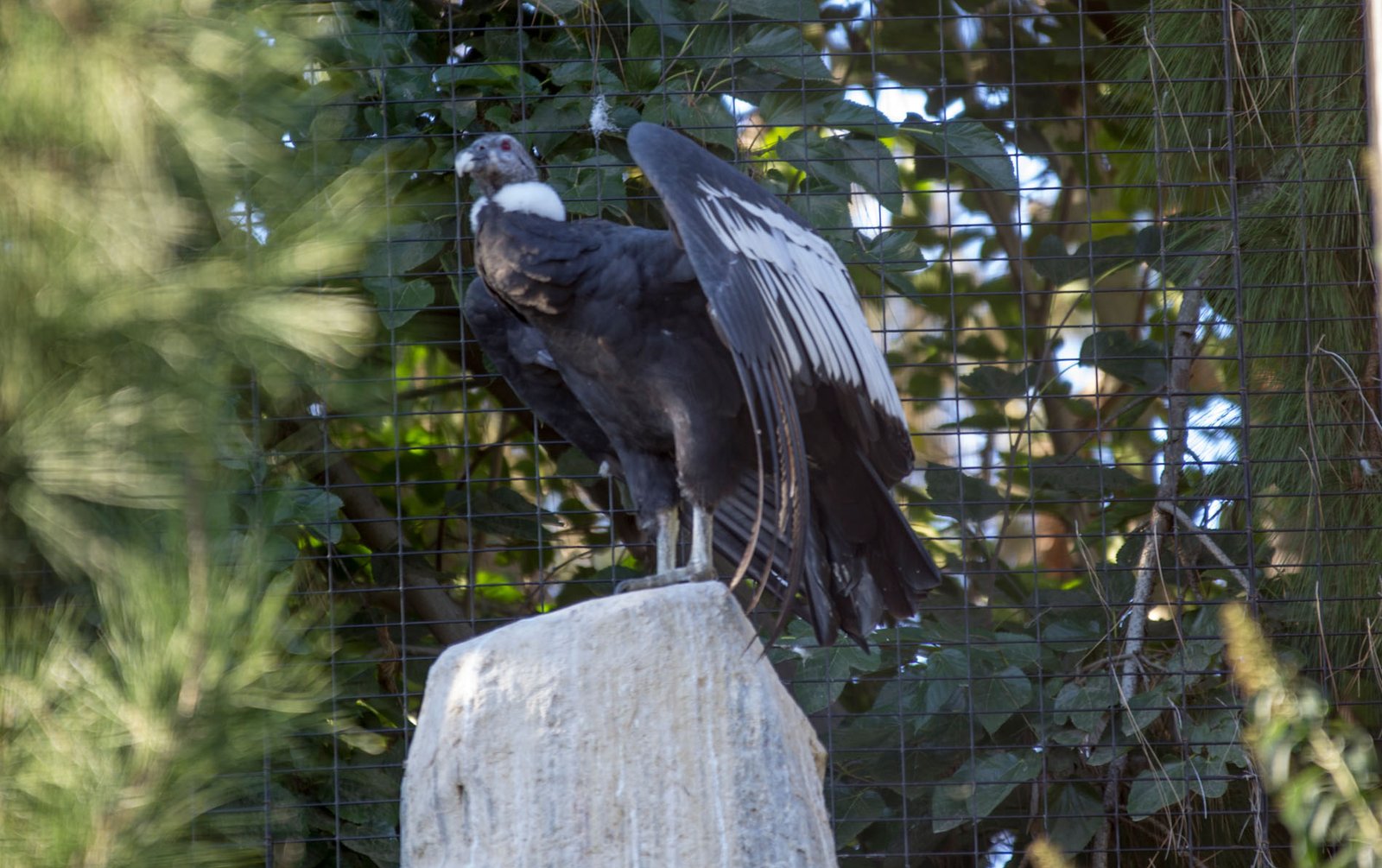 San Diego Zoo Part I 085